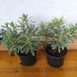 Kutyatej, Silver Swan 