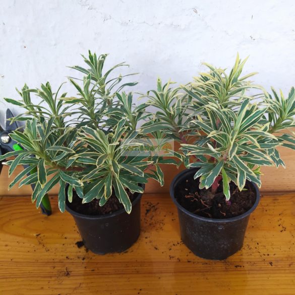 Kutyatej, Silver Swan 