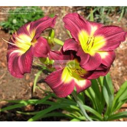 Sásliliom, bíborszínű