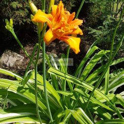 Sásliliom, tarka levelű, telt