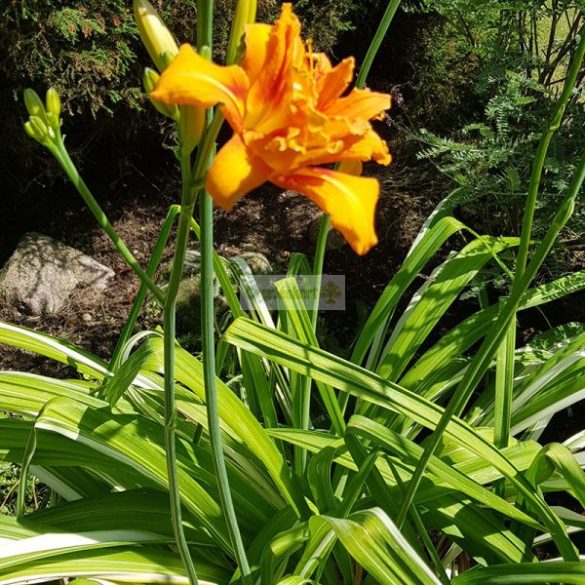 Sásliliom, tarka levelű, telt