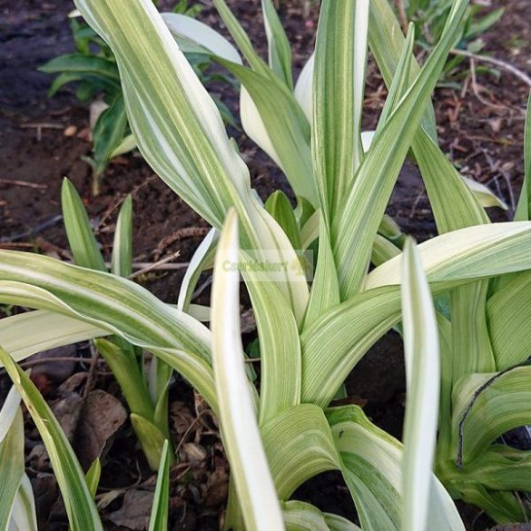 Sásliliom, tarka levelű, telt
