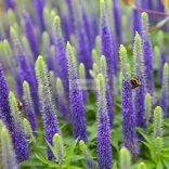 Veronika, Macskafarkú veronika