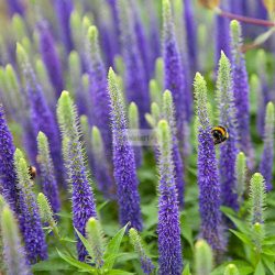 Veronika, Macskafarkú veronika