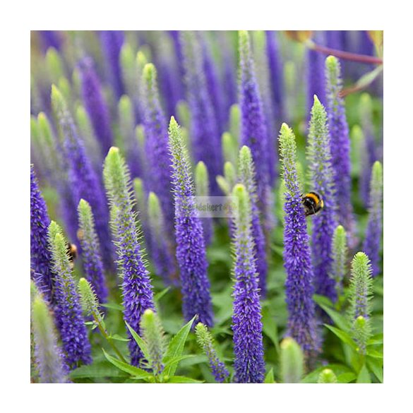 Veronika, Macskafarkú veronika