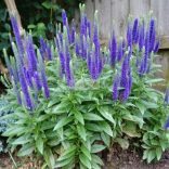 Veronika, Macskafarkú veronika