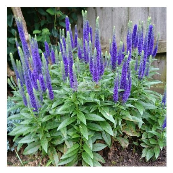 Veronika, Macskafarkú veronika