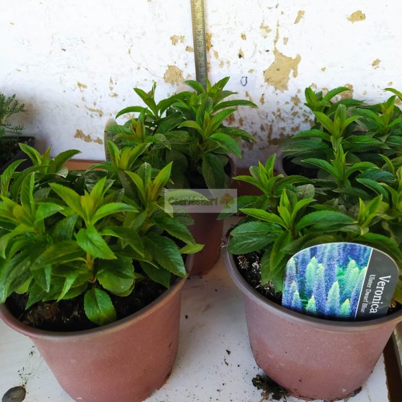 Veronika, Macskafarkú veronika