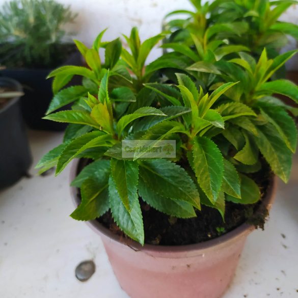 Veronika, Macskafarkú veronika