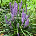 Gyöngyikés gyepliliom Big Blue