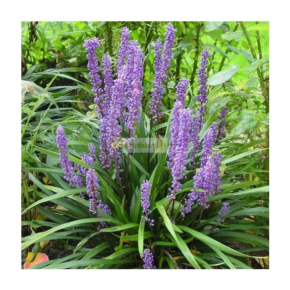 Gyöngyikés gyepliliom Big Blue