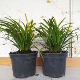 Gyöngyikés gyepliliom Big Blue