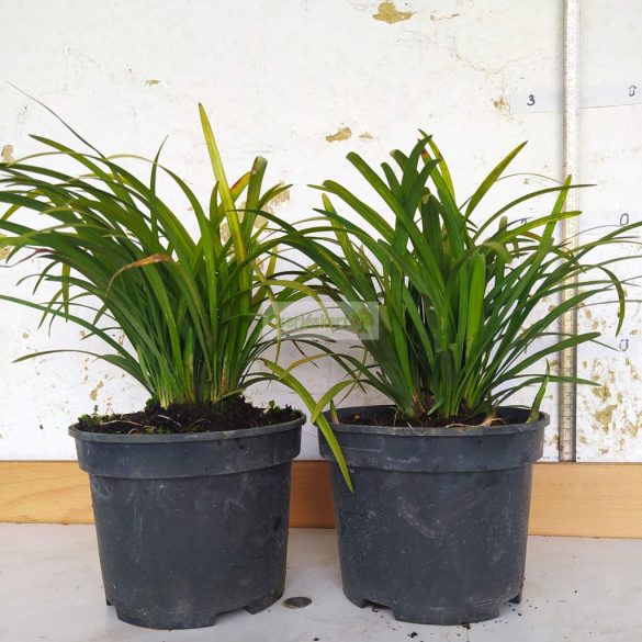 Gyöngyikés gyepliliom Big Blue