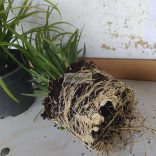 Gyöngyikés gyepliliom Big Blue