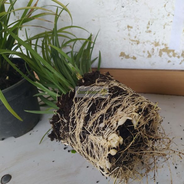 Gyöngyikés gyepliliom Big Blue