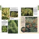 Nagy fenyő és örökzöld lexikon (Kiss Marcell - Illyés Csaba)