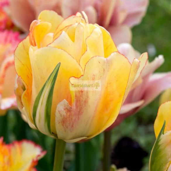 Tulipán 'Akebono' , teltvirágú - 5 db