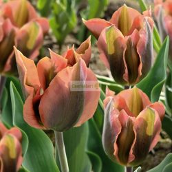 Tulipán 'Artist'  - 5 db