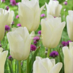 Tulipán 'City of Vancouver' - 5 db