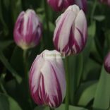 Tulipán 'Flaming Flag' - 5 db