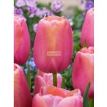 Tulipán 'Menton' 
