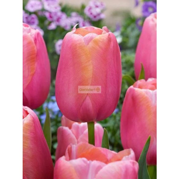Tulipán 'Menton' 
