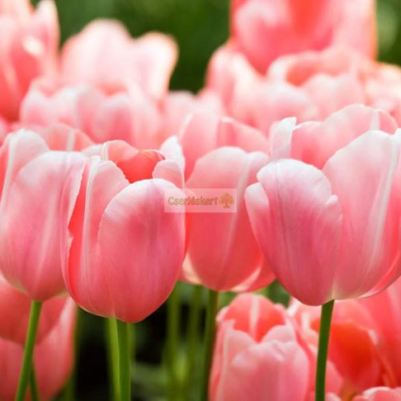 Tulipán 'Menton' 
