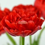 Tulipán 'Miranda' bazsarózsa virágú - 5 db