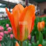 Tulipán 'Orange Brilliant' - 5 db