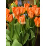Tulipán 'Orange Brilliant' - 5 db