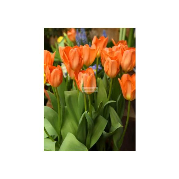 Tulipán 'Orange Brilliant' - 5 db