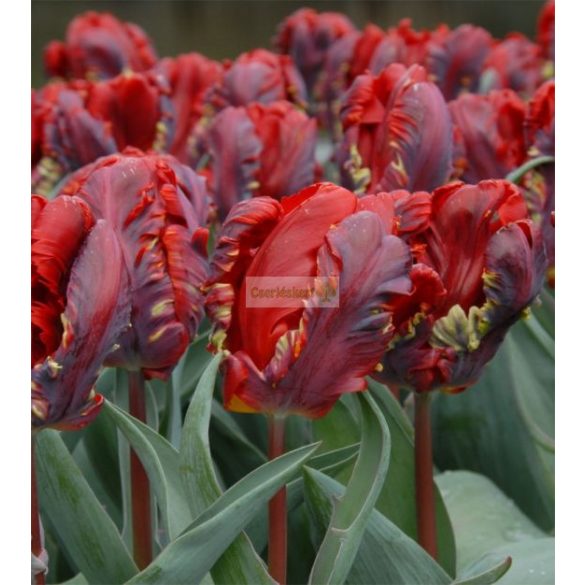 Tulipán 'Rococo' telt - 5 db