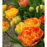 Tulipán 'Sunlover' - telt 5 db