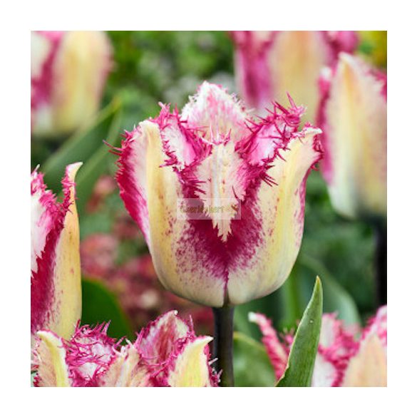 Tulipán 'Yasmine' - 5 db