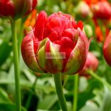 Tulipán 'Bombastic Red'  telt - 5 db