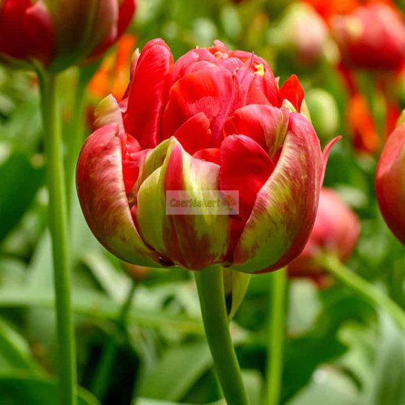 Tulipán 'Bombastic Red'  telt - 5 db