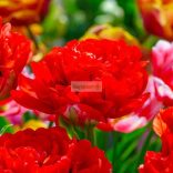 Tulipán 'Bombastic Red'  telt - 5 db