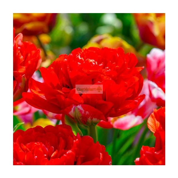 Tulipán 'Bombastic Red'  telt - 5 db