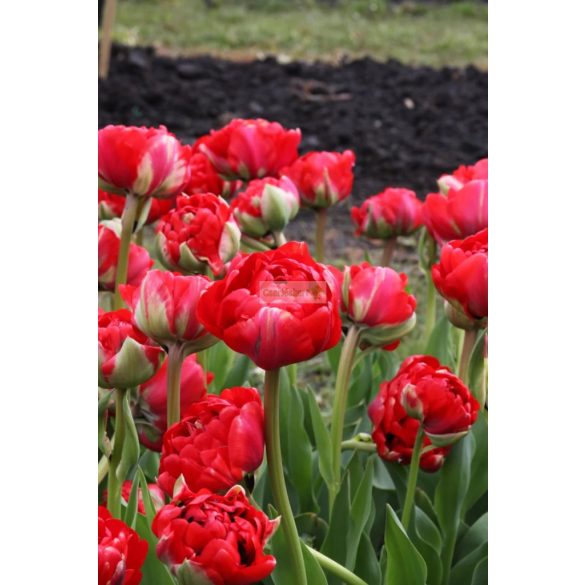 Tulipán 'Bombastic Red'  telt - 5 db