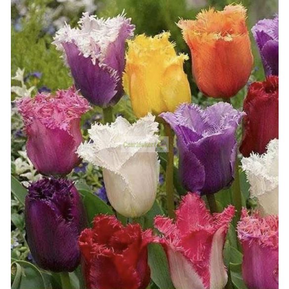 Tulipán Csipkés mix - 5 db