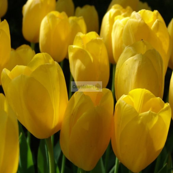 Tulipán 'Big Smile' - 5 db