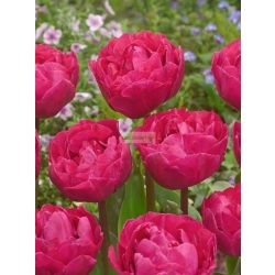 Tulipán 'Margarita'