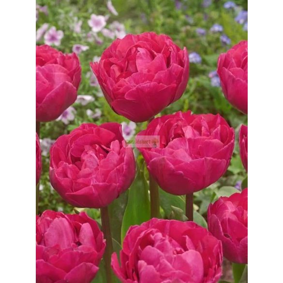 Tulipán 'Margarita'