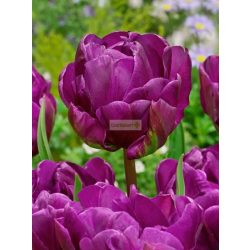 Tulipán 'Negrita' dupla