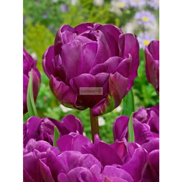 Tulipán 'Negrita' dupla