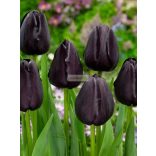 Tulipán 'Queen of Night'