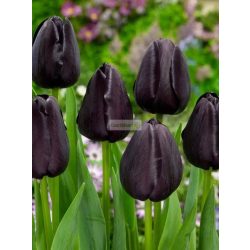 Tulipán 'Queen of Night'