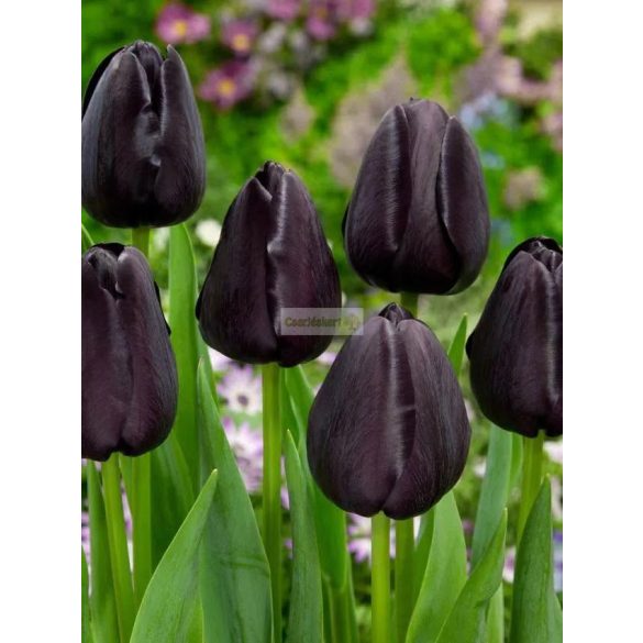 Tulipán 'Queen of Night'
