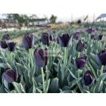 Tulipán 'Queen of Night'
