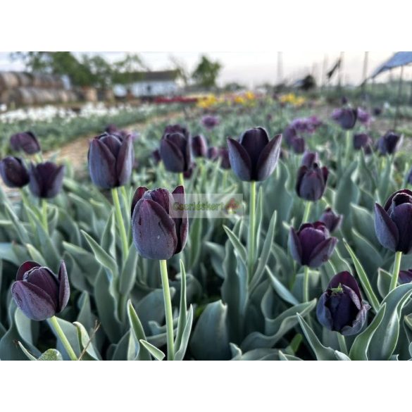 Tulipán 'Queen of Night'
